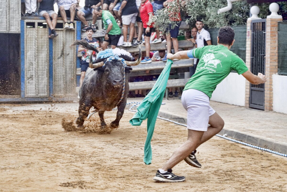 El bou mantiene su fuerza