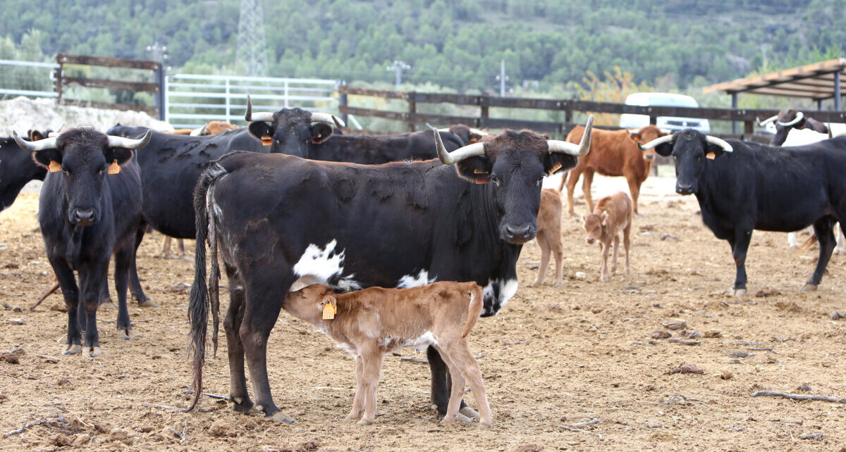 Paco Martí, una nueva ilusión ganadera en tierras de Alicante