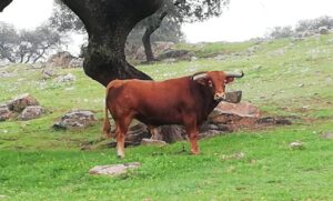 Un toro de Arcadio Albarrán en la dehesa extremeña.