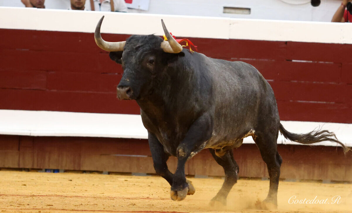 Roca Rey, Luque, La Quinta… triunfadores en Francia