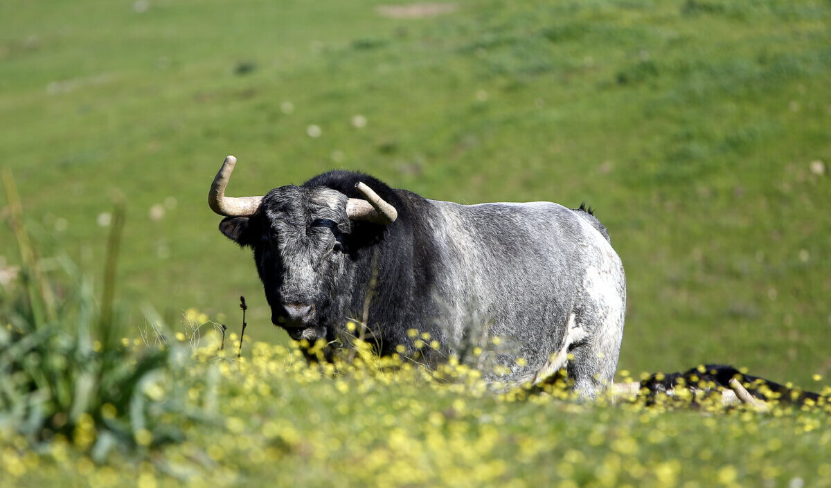 Su majestad el toro
