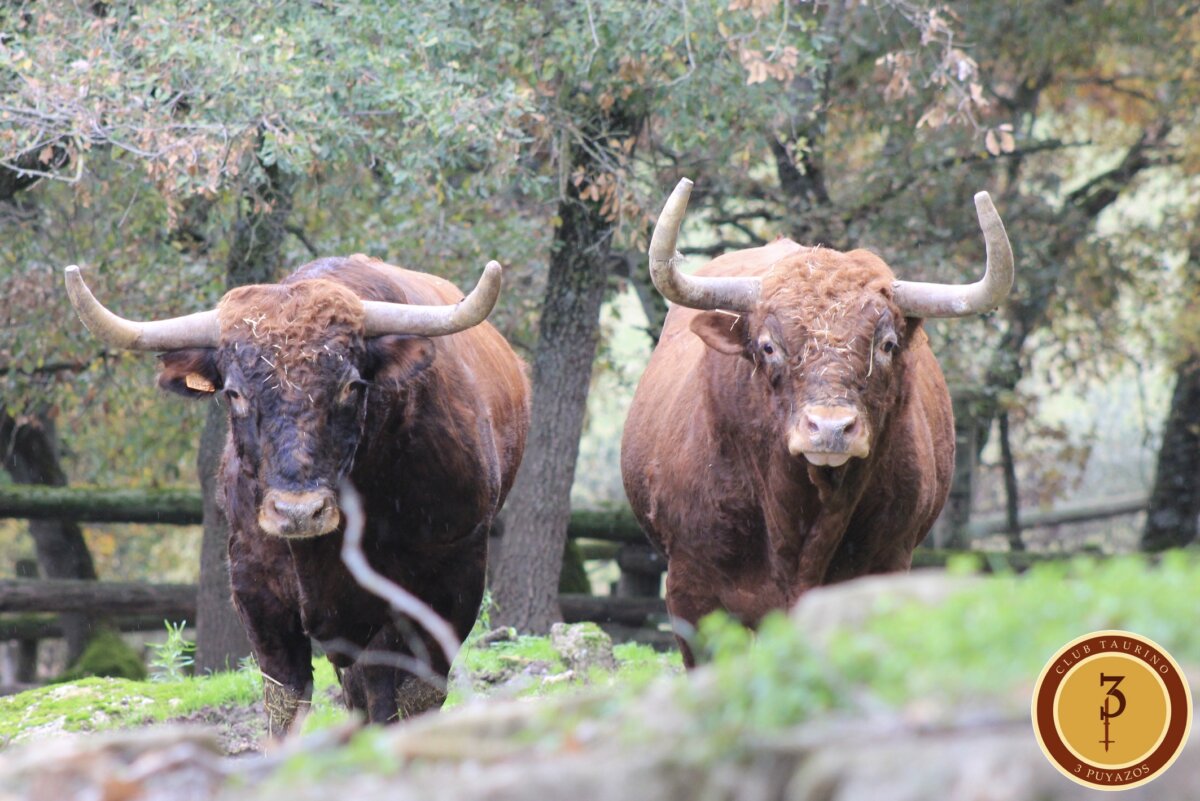 El Club Taurino 3 Puyazos redobla su apuesta torista: una corrida de Reta de Casta Navarra