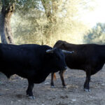 Jupío, en sus tiempos de reproductor. Foto: Arjona