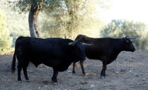 Jupío, en sus tiempos de reproductor. Foto: Arjona