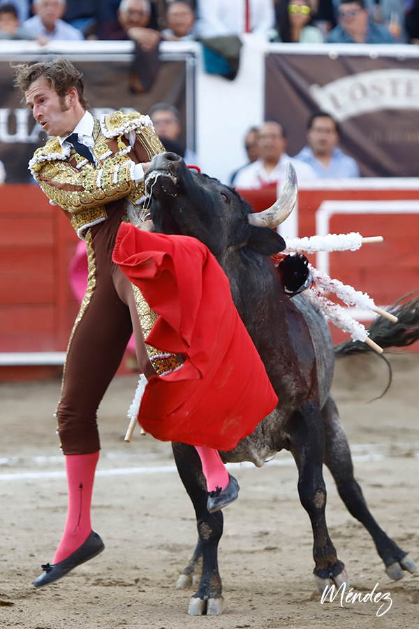 Fea cogida a El Payo en León, que sufre fractura nasal y de Etmoides