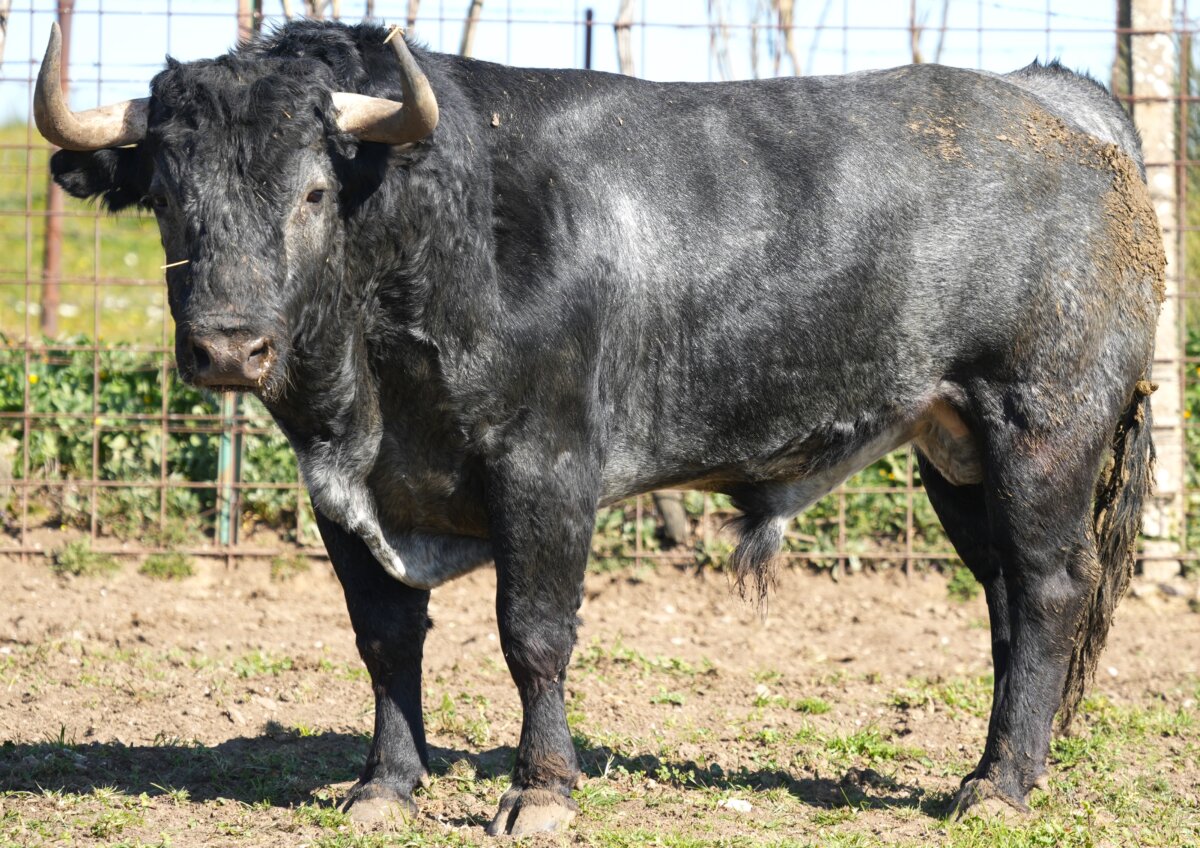 Los victorinos que abrirán la Feria de la Magdalena de Castellón