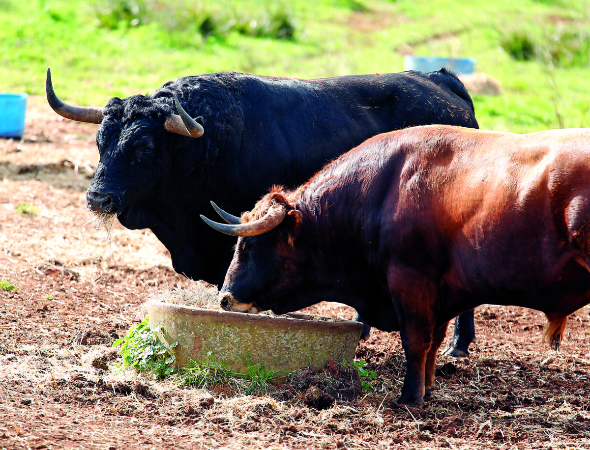 Vacas flacas en el campo