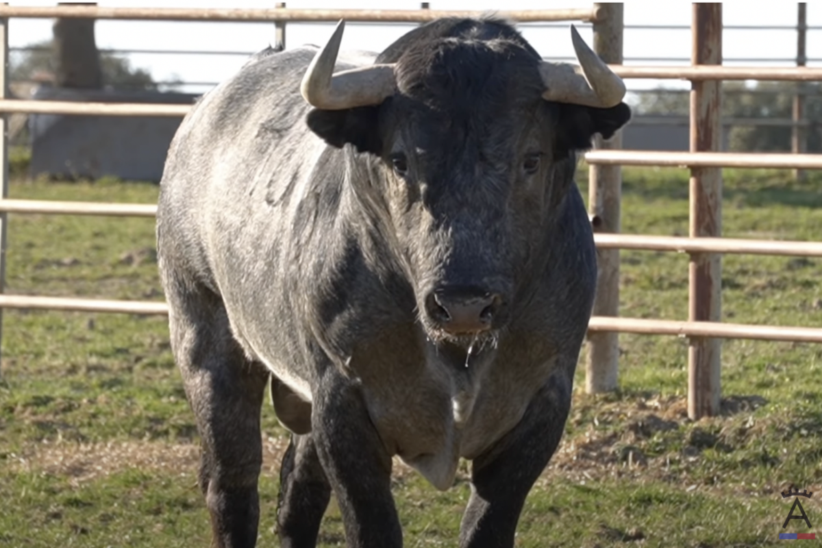 Victorino muestra sus toros reseñados para Olivenza