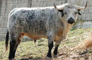 Uno de los toros de Los Maños previstos para Madrid. Foto: Kakel