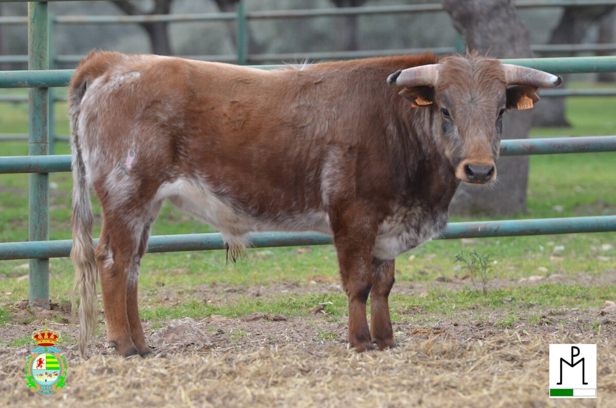 Los primeros erales ya aguardan en Villaseca