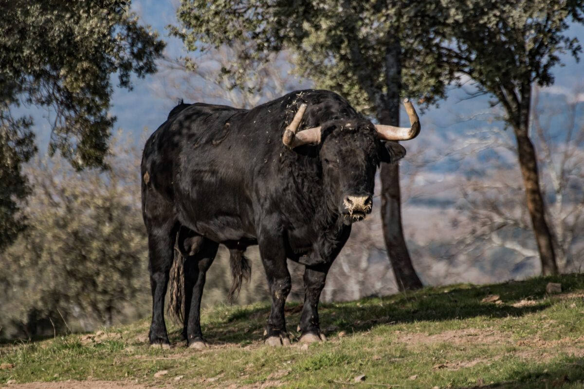 Zacarías Moreno, despegue a la cima