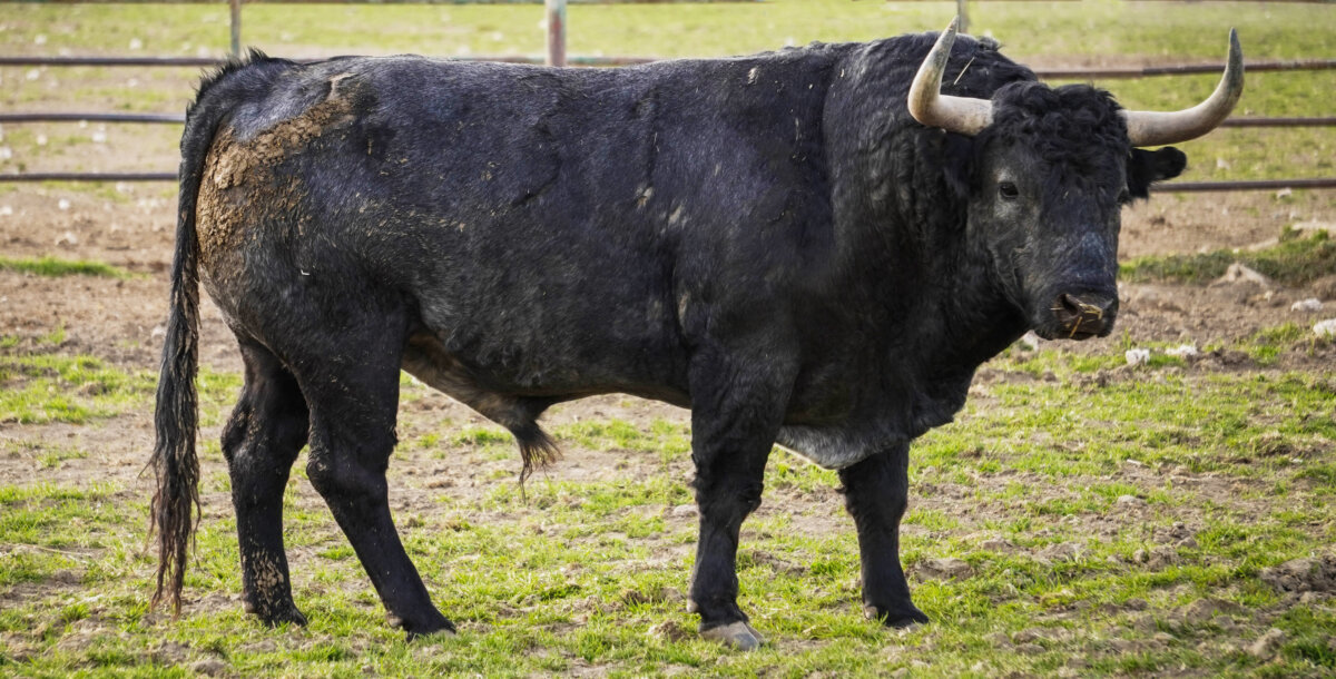 Valencia: seis victorinos para un desafío