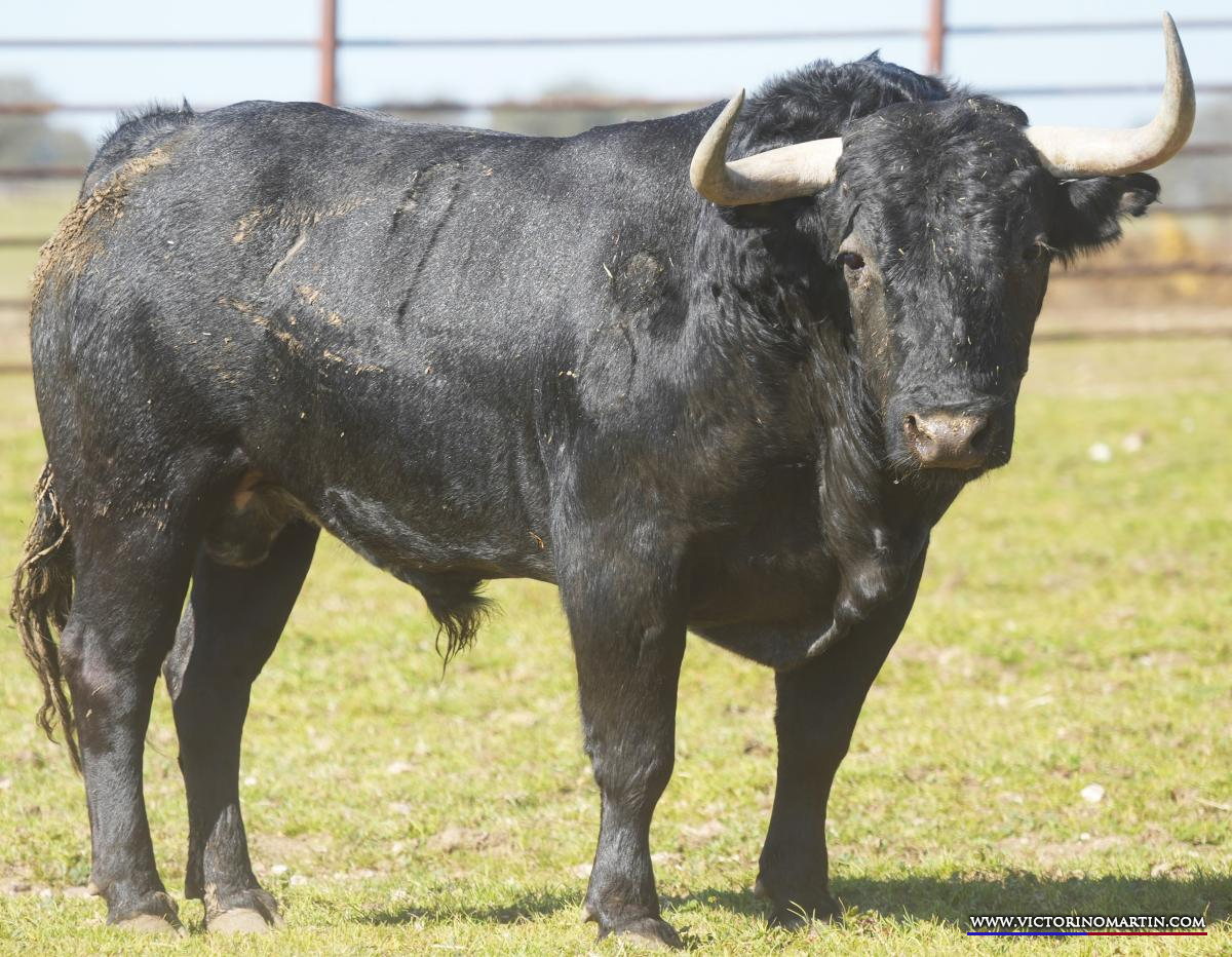 Los victorinos que abrirán la feria de Castellón este domingo