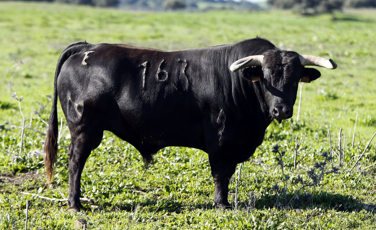 Los toros de Núñez del Cuvillo para el Domingo de Resurrección en Sevilla