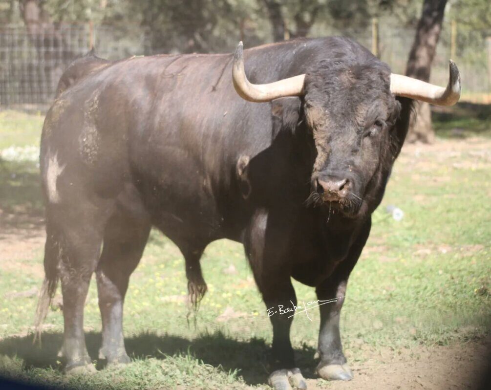 Vic calienta motores: así son los toros de la concurso, Dolores Aguirre y la novillada de Monteviejo