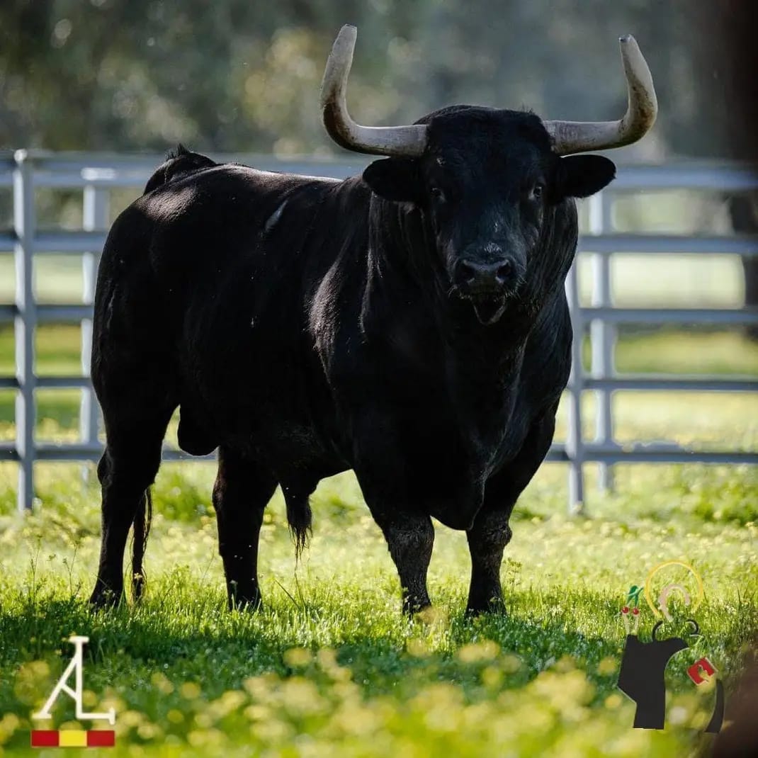 Un espectacular toro de López Gibaja para las calles de La Vall d'Uixó
