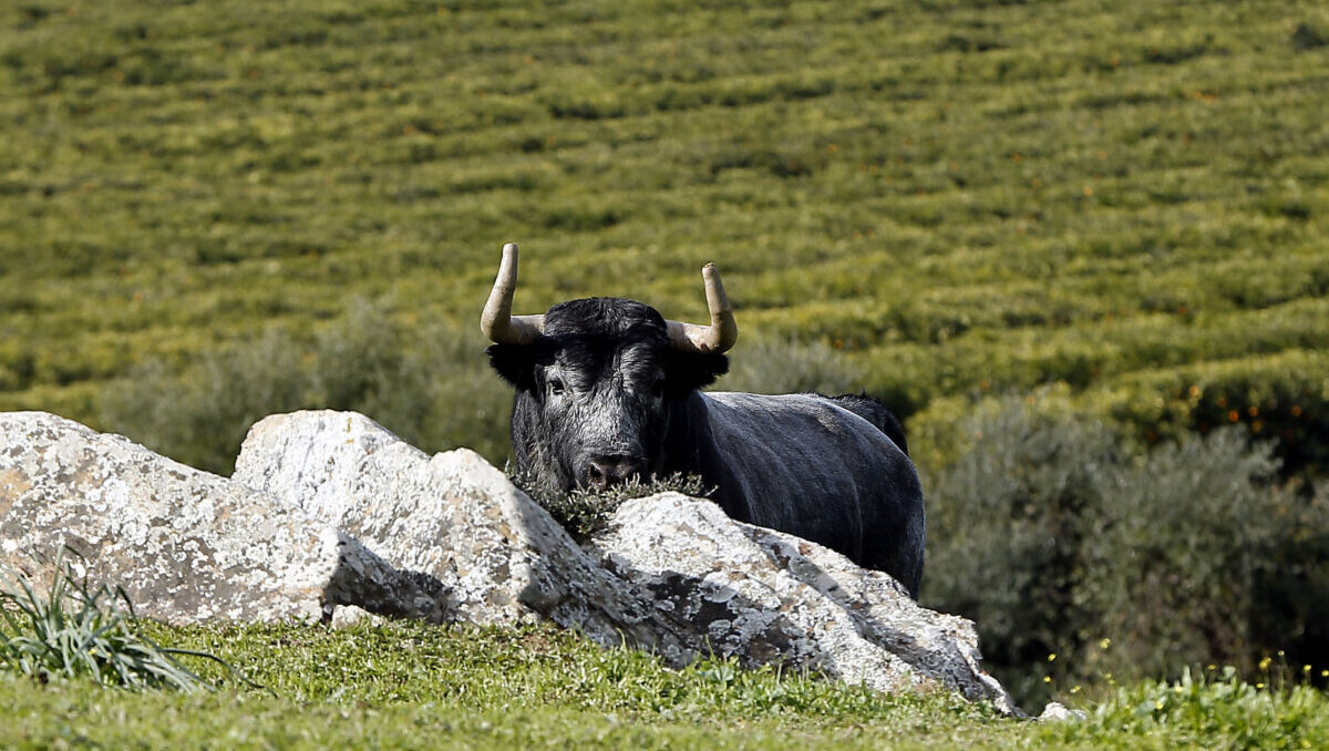 De Fuen la Higuera a la Maestranza: los toros de La Quinta, en vídeo