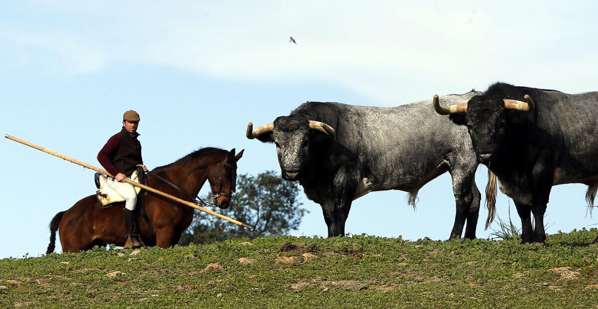 Los toros de La Quinta para su debut en Sevilla