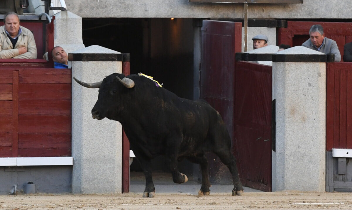 Luis Cuadri: “Hay una mejoría en la ganadería que se vio en el tercio de varas”
