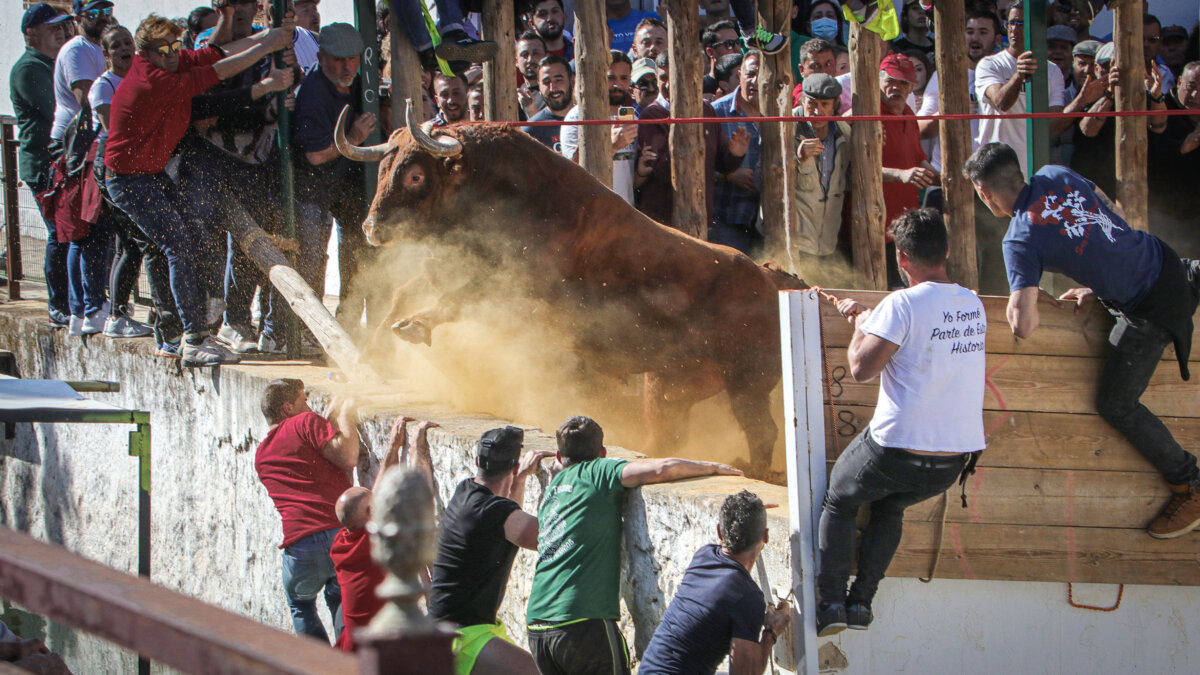 Beas de Segura bate récord de astados en sus calles con 145