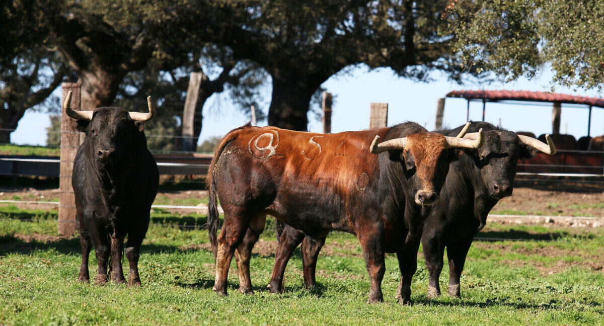 Montalvo, un inicio a la altura de su historia