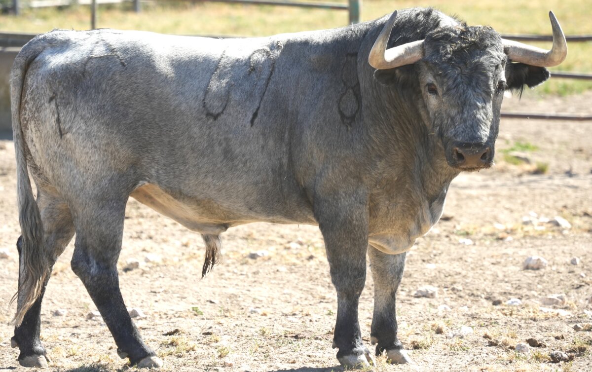Así son los toros de Victorino Martín para este sábado en Sevilla