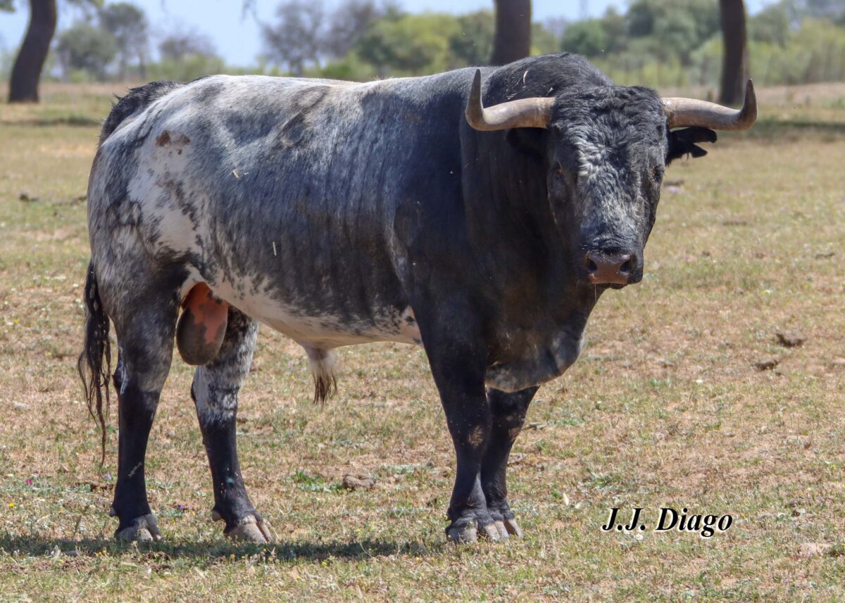 Los miuras para Sevilla: “Es casi toda cinqueña”