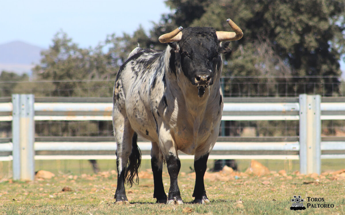 En imágenes los toros de El Montecillo para Casarrubios del Monte