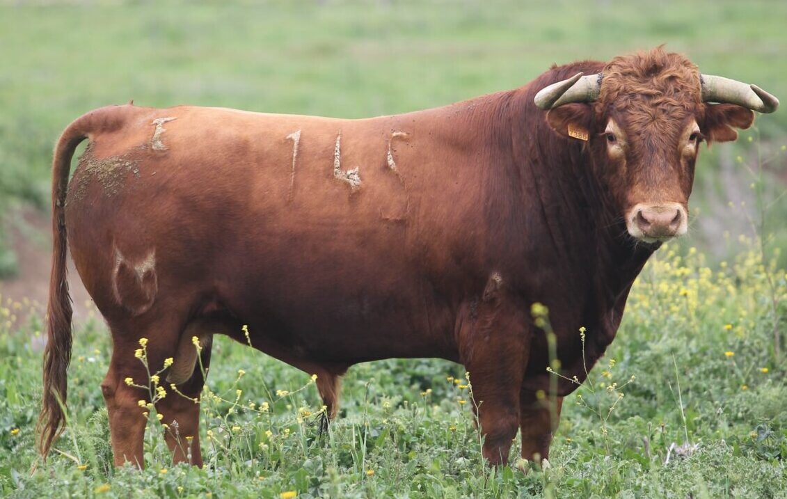 Los cuvillos de Aranjuez: lujo ganadero para un cartel emblemático