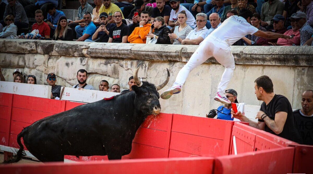 Una emocionante corrida camarguesa inaugura el Pentecostés de Nimes