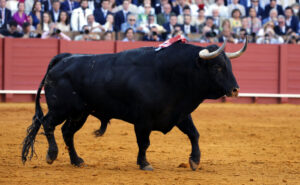 Filósofo, de Olga Jiménez, uno de los grandes toros del abril sevillano. Foto: Arjona
