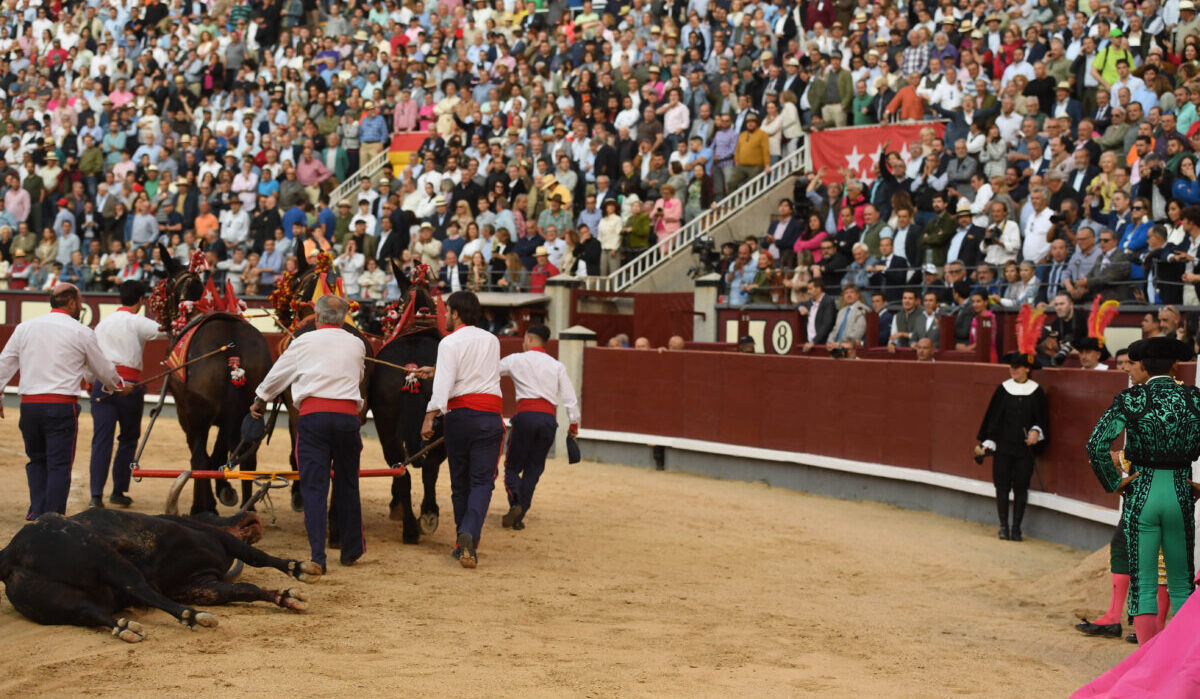 Justo Hernández: "Ha sido un toro muy bravo, un sueño lidiarlo en Las Ventas"
