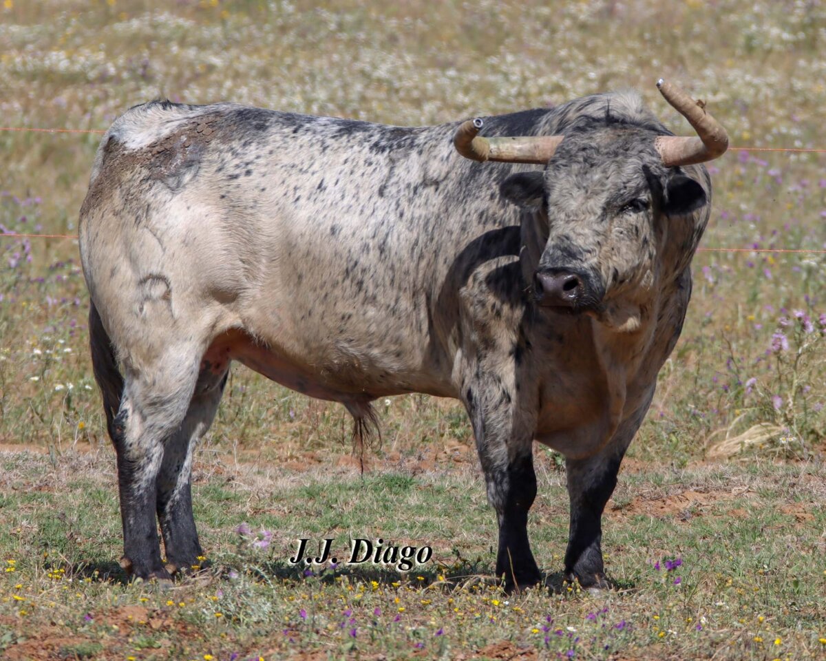 Preciosa corrida de Sobral para este sábado en Colmenar de Oreja