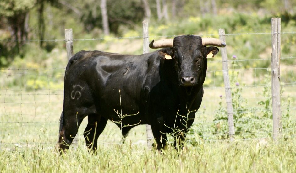 Los novillos para la novillada de la Romería de Mauguio