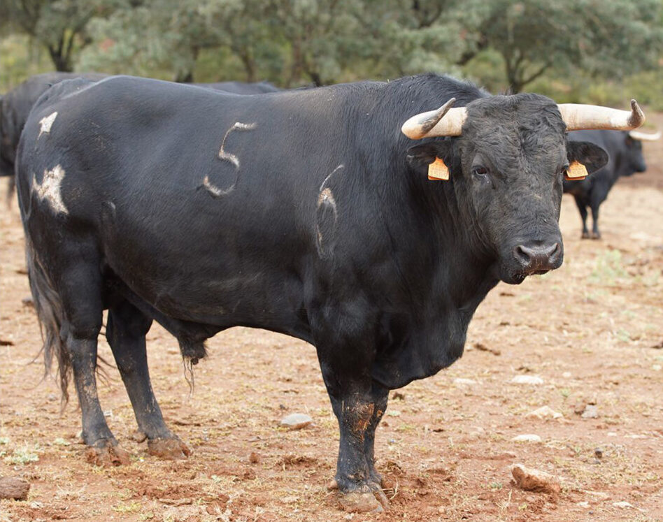 Los seis toros para el solo de Fortes en Antequera