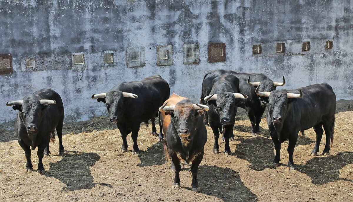 Los toros para la Feria de Pentecostés de Nimes