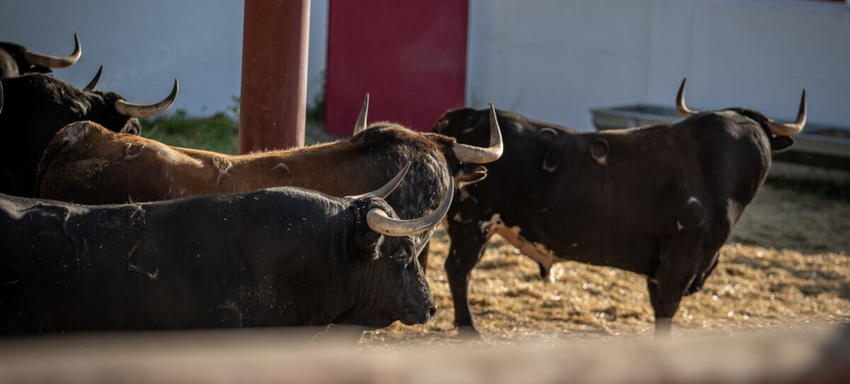 El Batán: bueno para la Fiesta, incómodo para el ganadero