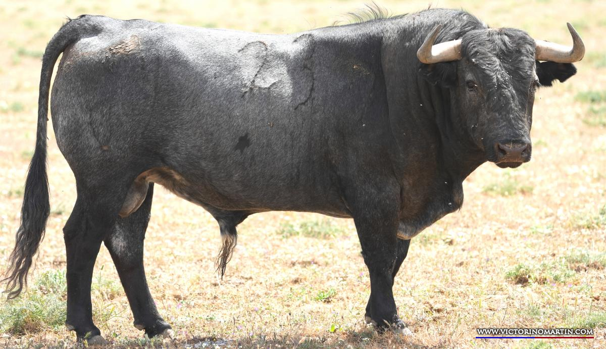 Los toros de Victorino Martín para su debut en Santisteban del Puerto