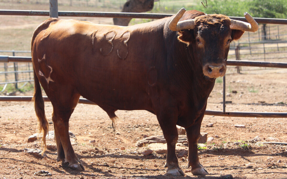 Los toros de estirpe Domecq para la corrida concurso de Algeciras
