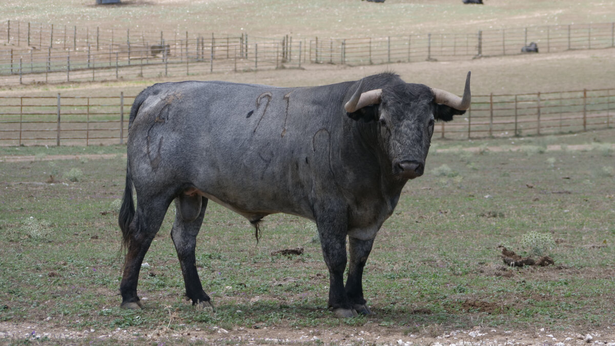 Así lucen en el campo los toros de Victorino Martín para Alicante
