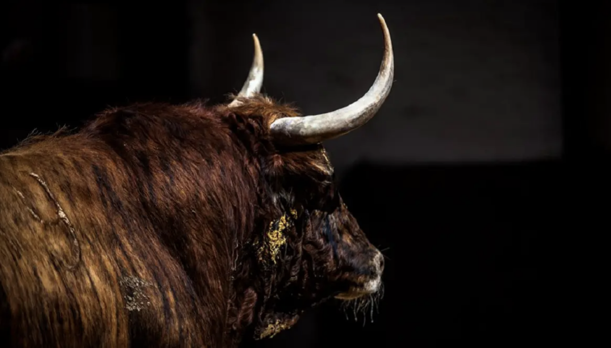 Los Bayones no podrá lidiar este domingo en Las Ventas
