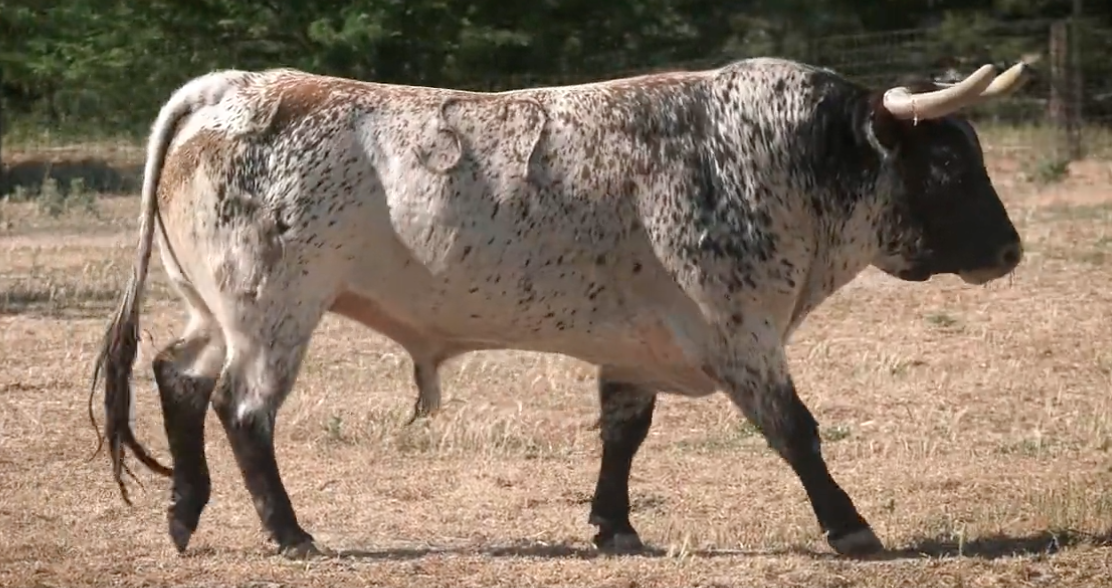 Policromática corrida de Peñajara de Casta Jijona para el 8 de julio en Teruel