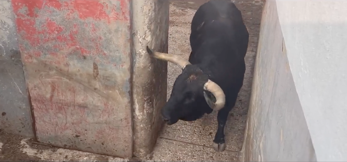 Los toros de la Palmosilla ya van camino de Pamplona