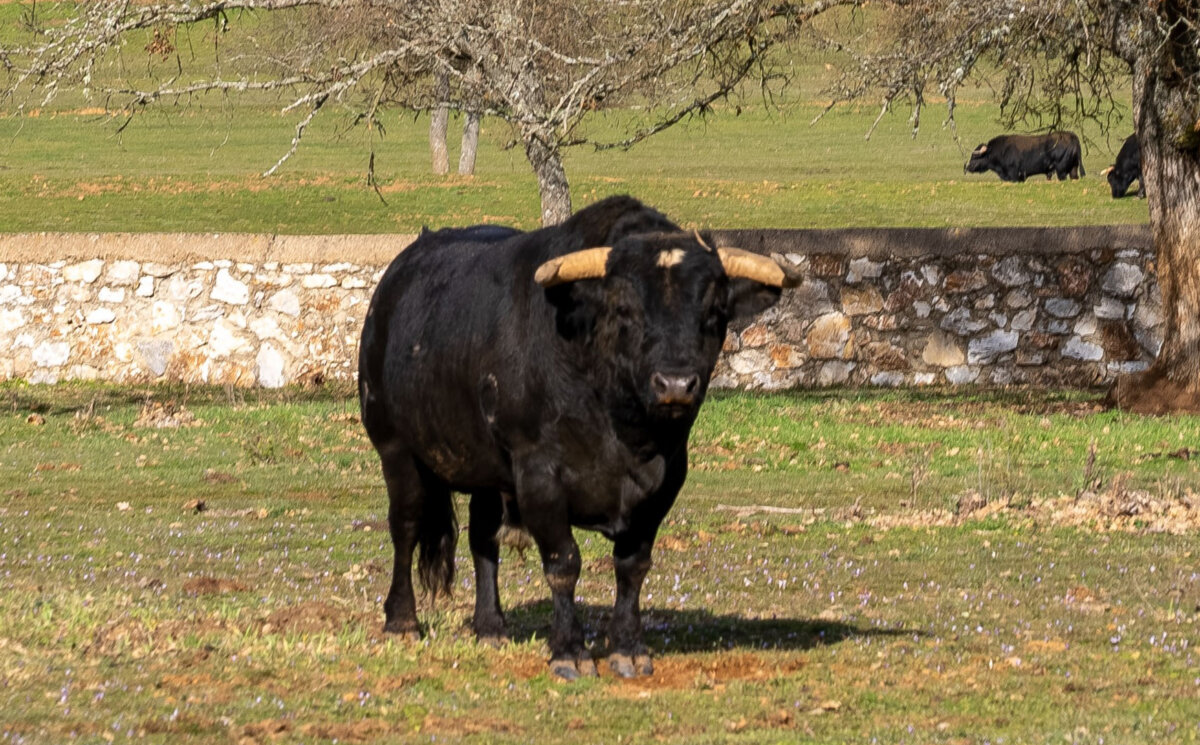 Los toros de Valdellán para el reto de lidiar "en casa"