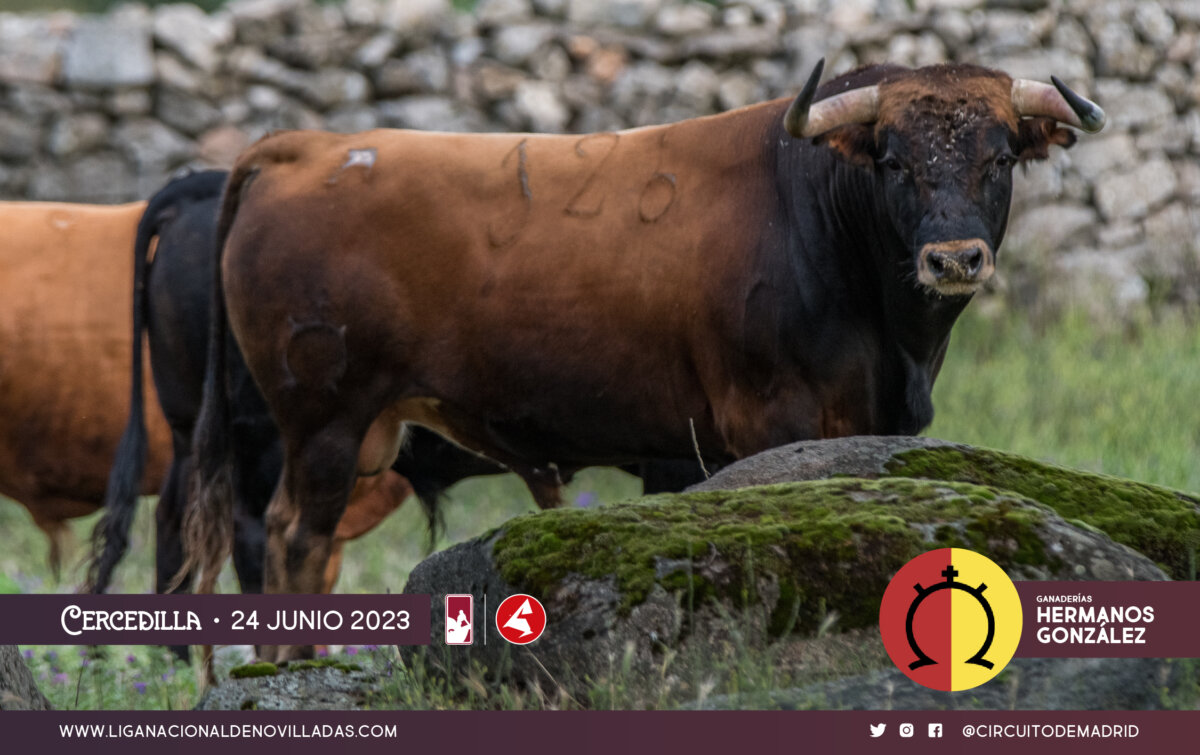 Los novillos de Ángel Luis Peña y Hermanos González para la gran final del Circuito de Madrid