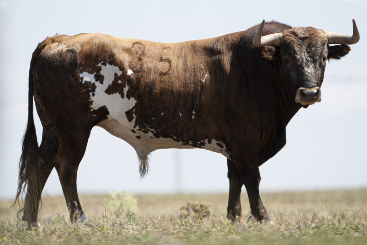 Miura reseñado para Valencia
