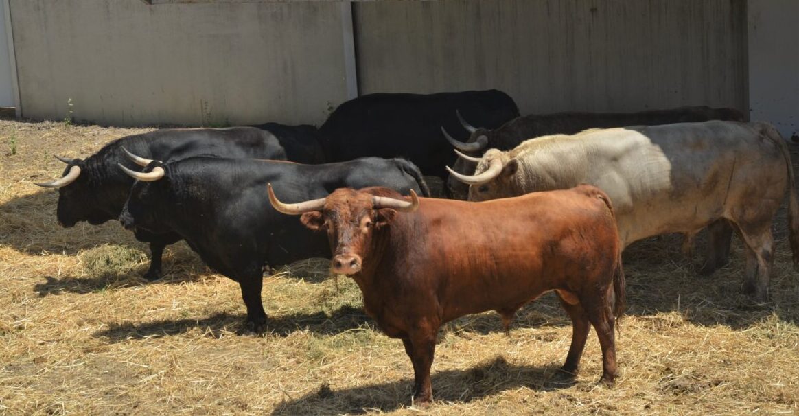 Policromática corrida de Núñez del Cuvillo para Pamplona