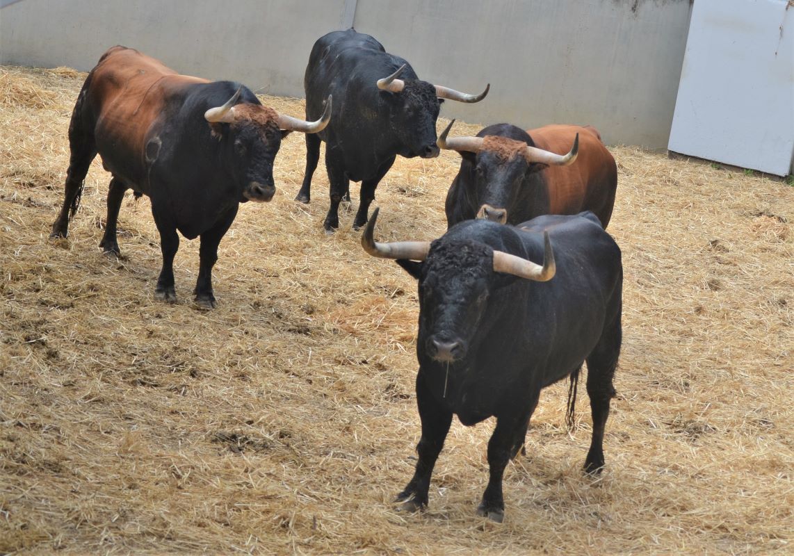 Los toros de Fuente Ymbro enamoran en los corrales del Gas de Pamplona