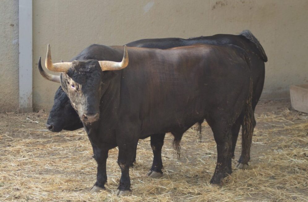 Los toros de Jandilla ya están en los Corrales del Gas