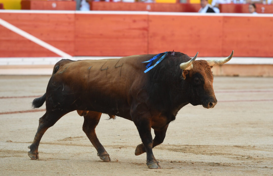 Uno de los toros de Jandilla lidiado el pasado 12 de julio en Pamplona. Foto: Javier Arroyo